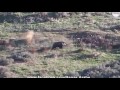 Chasse sanglier Les meilleurs moments de la chasse Bielorussie 2016 HD
