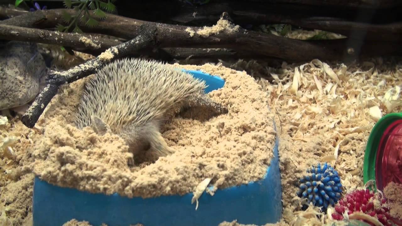 Hedgehog sand bath YouTube