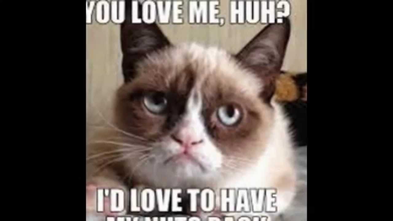 Cute Funny Cat Memes #1 - YouTube