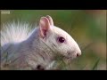 Olney IL video: Albino squirrels in Olney - Wildlife on One - BBC