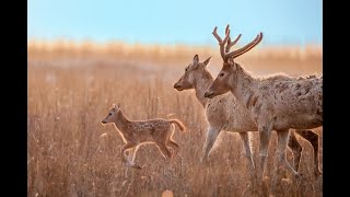 Chinas Milu Deer Population Surpes 8,000 Cctv English