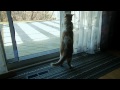 Determined Cat REALLY Wants Outside