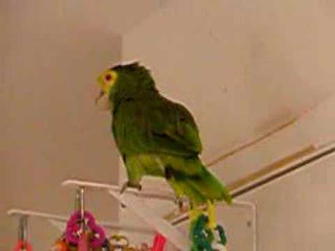Izzy Sings