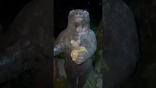 Nice Bear