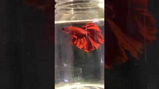 Ohm Red Bettafish