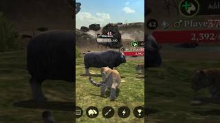 Muskox From Northern Taiga, The Tiger Castlecloop