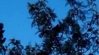 Call Of The Pheasant Coucal