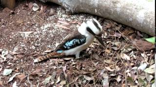 Laughing Kookaburra Dacelo Novaeguineae Hunting