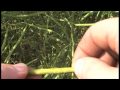 swathing