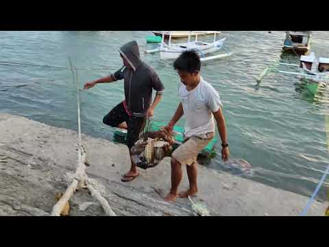 14 Kilogram Ikan Kudu-Kudu Semua !! Biasanya Diolah Dengan Cara Dibakar