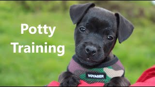 How To Potty Train A Patterdale Terrier Puppy Fast And Easy - Patterdale Terrier House Training Tips
