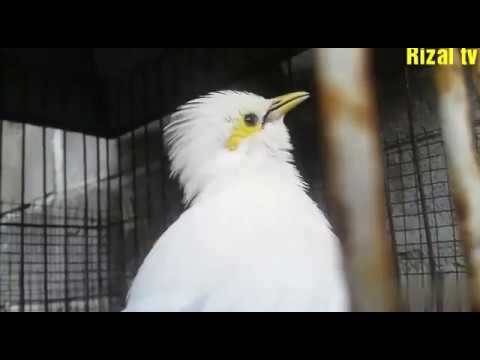 VIDEO : jalak putih gacor - burung jalak putihgacor. ...