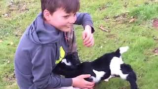 Cute Pet Animals Chasing Kids In Hd