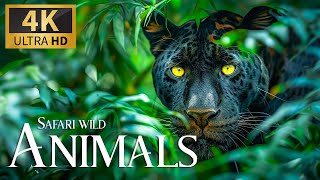 Safari Animals Wild 4K 🐾 Relaxation Untamed Wildlife Amazing Movie With Calm Relaxing Piano Music