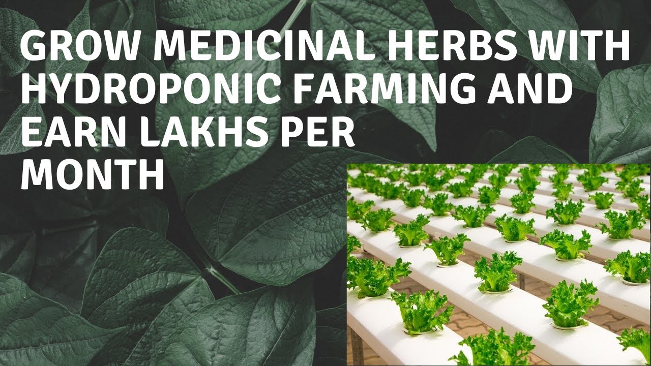 Grow medicinal herbs with hydroponic farming and earn attractive profit | Business Plans and Ideas
