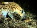 Hyenas kill Lioness cub and two lions kill lioness !! Rare video
