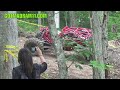 Hammer