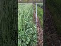 Couvert Vigne Fèveroles Seigle