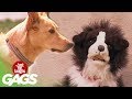 Stuffed Dog Attacks Real Dog