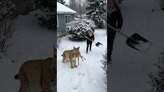 Can A Woman Stop A Lynx From Taking A Fawn?