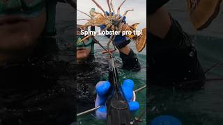 How To Catch A Lobster By Hand
