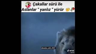 Çakallar Sürü İle Aslanlar İse Yalniz Yürür
