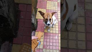 Give love: support stray dogs with food and shelter #shorts