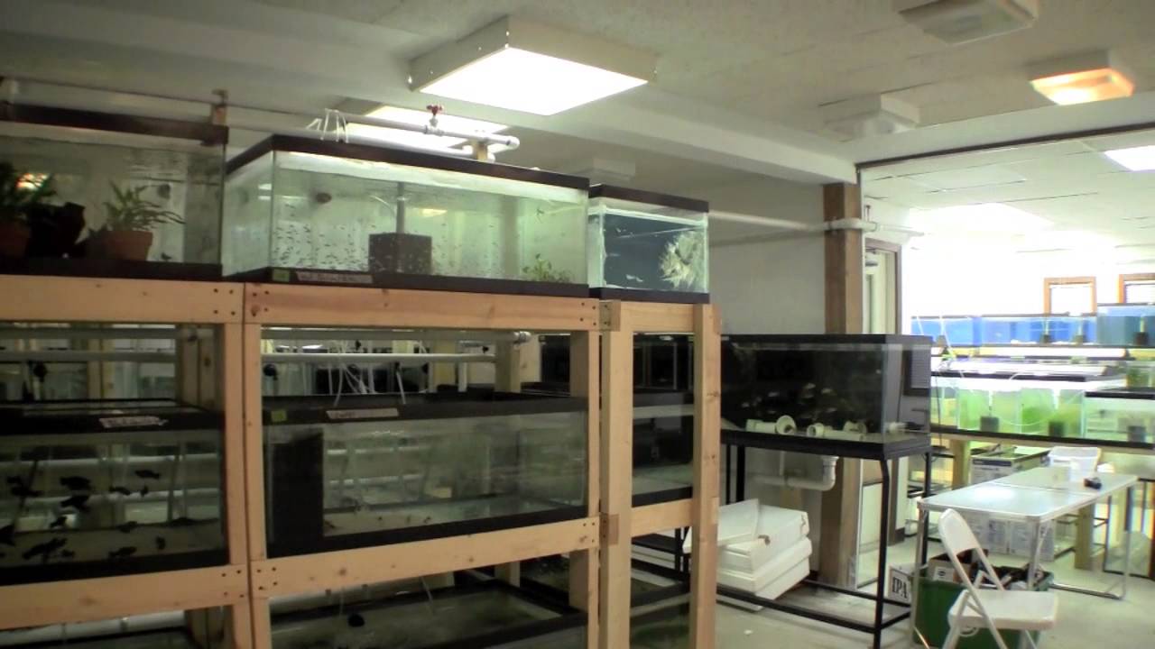 Ted's New Fishroom - Aquariums - YouTube