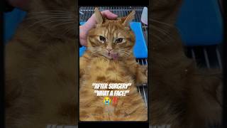 Cat Gets Neutered And Still Makes This Face?
