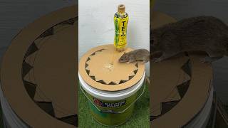 Perfect Homemade Mouse Trap Idea Using A Plastic Bucket #Rattrap #Mousetrap #Shorts