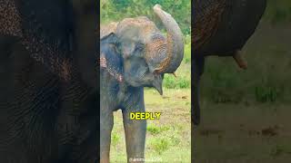 The Remarkable Memory Of Elephants