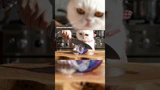 Scottish Fold Cat Helps Slice Plums With His Owner