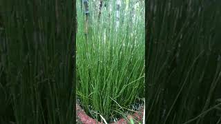 Beautiful Horsetail Plant