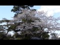 一般初公開（2014/04/04）／皇居・乾通りの桜並木⑧