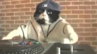 Chats Qui Dansent 2020 Youtube Video Fun