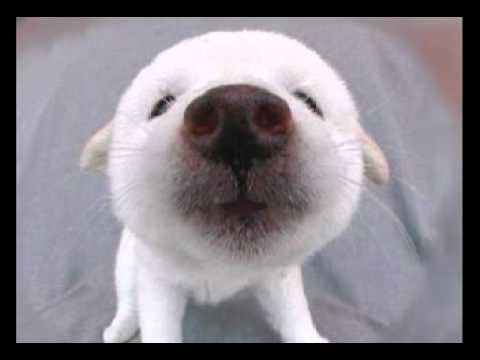 puppy song birthday song puff the furball puppy puppy song birthday song puff the furball puppy