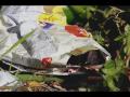 Ranker Video