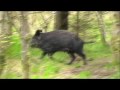 A Year Behind The Lens (Forest of Dean 2009) Video