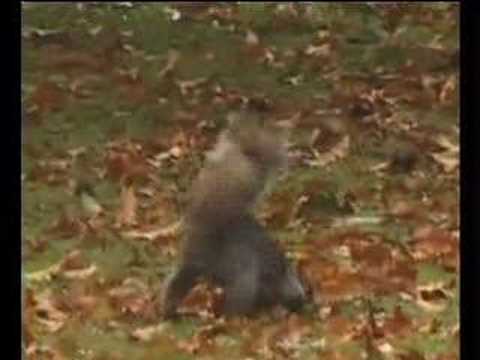 squirrels with nuts. Squirrels bury nuts