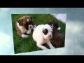 Potty Training Boxer Puppy