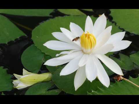 (黃慧音) Imee Ooi - Great Compassion Mantra - Chú Đại...