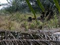 Pikat Ayam Hutan 27 images Pikat Ayam Hutan 27