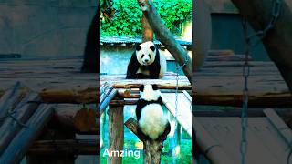 Baby Panda