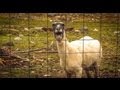 Youtube Thumbnail The Screaming Sheep (Original Upload)