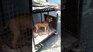 Vip Pitbulls Defaulter Don So Rambo55 Pure Breed Pitbul Mix Aliigator High Blood Breed