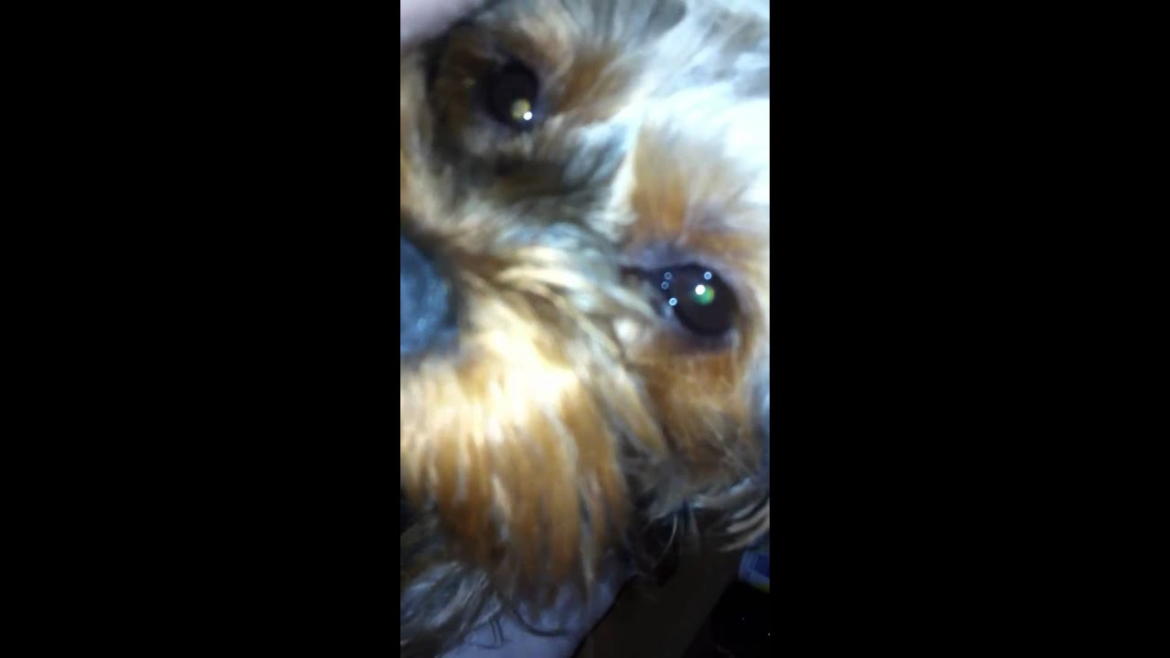 luxating patella yorkie yorkie luxating patella terrier just after operation luxating patella yorkie yorkie luxating patella terrier just after operation