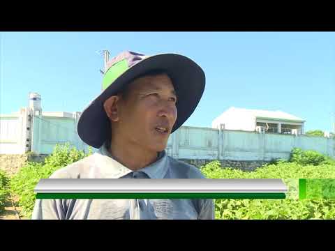 VTC14 | Thực hư tình trạng sốt đất ven biển Phú Yên