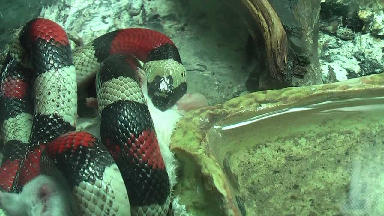 FALSA SERPIENTE falsa serpiente: