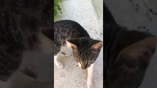 Finding New Cat Models On My Daily Walk