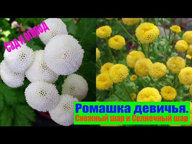 Как и когда сеять лук на рассаду 34